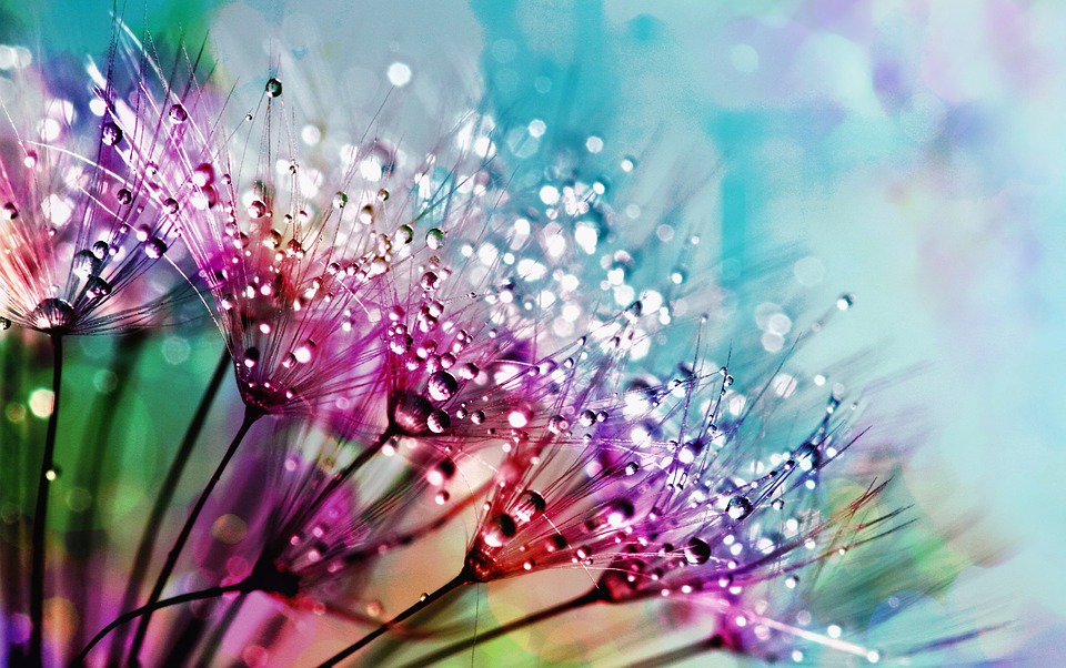 Flor de Agua | Dymaqui